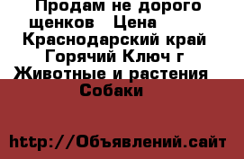 Продам не дорого щенков › Цена ­ 500 - Краснодарский край, Горячий Ключ г. Животные и растения » Собаки   